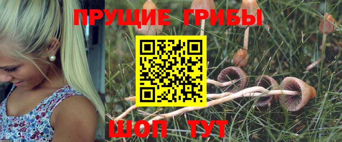 Галлюциногенные грибы Psilocybe  купить  сайты  Вход с VPN  Назрань  Галлюциногенные грибы прущие грибы 